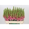 Antirrhinum Opus Pink