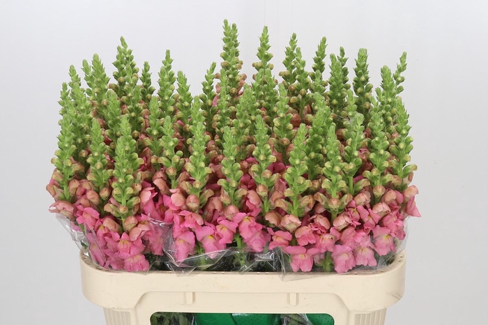 <h4>Antirrhinum Opus Pink</h4>