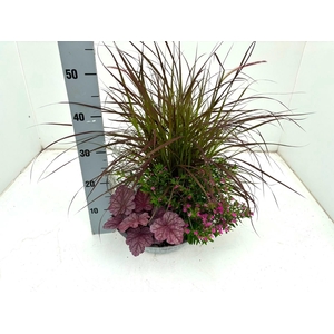 Vaste Planten Ov