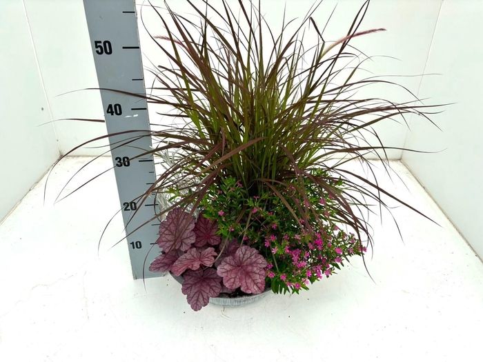 <h4>Vaste Planten Ov</h4>