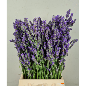Lavendel Vers Bs (200 Gram)