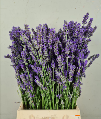 Lavendel Vers Bs (200 Gram)