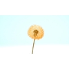 Dried Bleached Dandelion Regular Flamingo