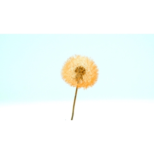 Dried Bleached Dandelion Regular Flamingo