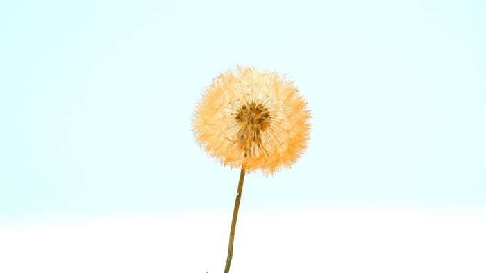 Dandelion XS Preserved Flamingo Pink