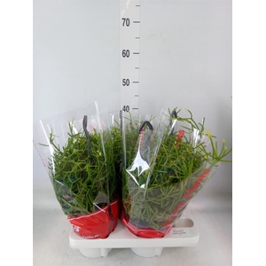 Rhipsalis heteroclada