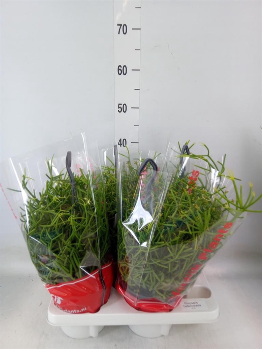 <h4>Rhipsalis heteroclada</h4>