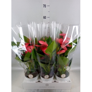 Anthurium andr. 'Livium Ruby'