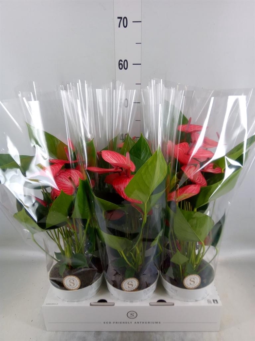 <h4>Anthurium andr. 'Livium Ruby'</h4>