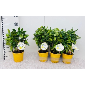 Citrus eustis Limonella trellis