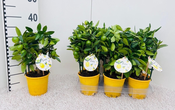 <h4>Citrus eustis Limonella trellis</h4>