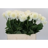 Dahlia Boom Boom White