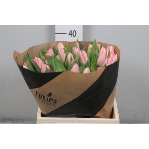 Tu En Salmon Dessert