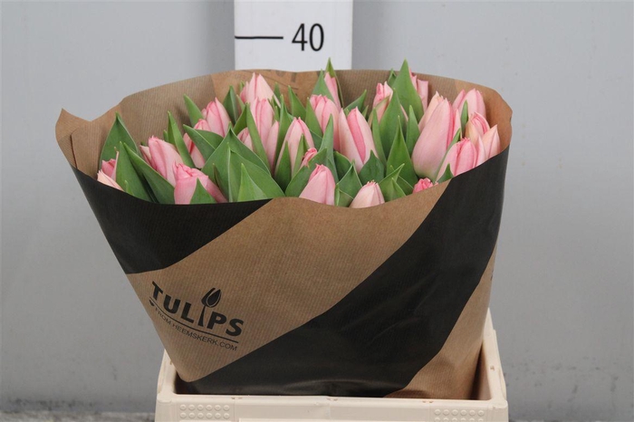 <h4>Tu En Salmon Dessert</h4>