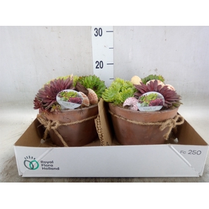 Arr.  Sempervivum L%