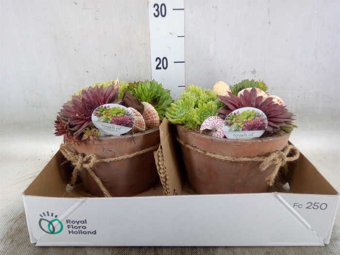 <h4>Arr.  Sempervivum L%</h4>