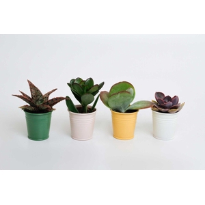 Succulenten mix in Sylwia zink
