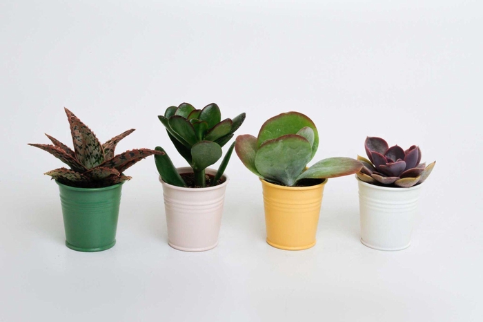 <h4>Succulenten mix in Sylwia zink</h4>