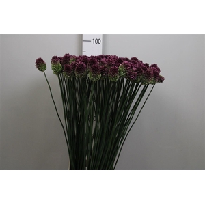 Allium Sphaerocephal