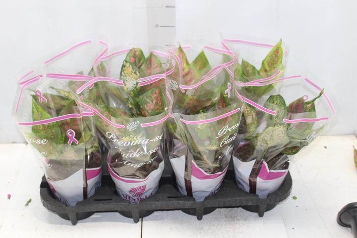 <h4>AGLAONEMA PINK DALMATIAN P12</h4>