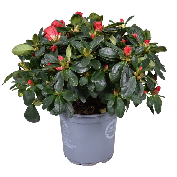 <h4>Azalea Vogel 'Jimmy' rood 12cm</h4>