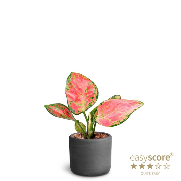 <h4>AGLAONEMA COM P7 RAW BLACK</h4>