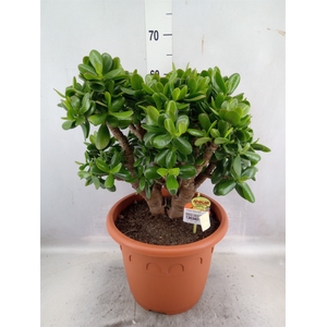 Crassula  'Magical Tree'