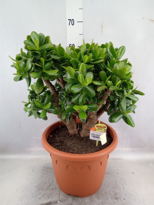 <h4>Crassula  'Magical Tree'</h4>