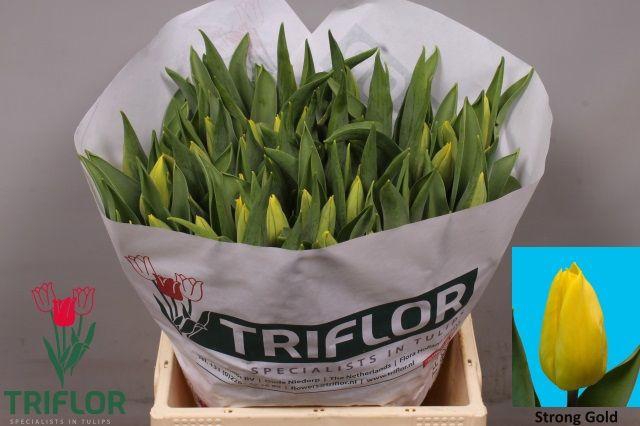 <h4>TU EN STRONG GOLD</h4>