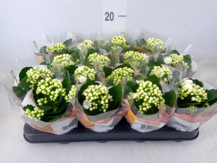 <h4>Kalanchoe blos. 'RosDon Dione'</h4>