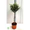 arr8 Olea Europaea