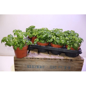 arr8 Radermachera Sinica