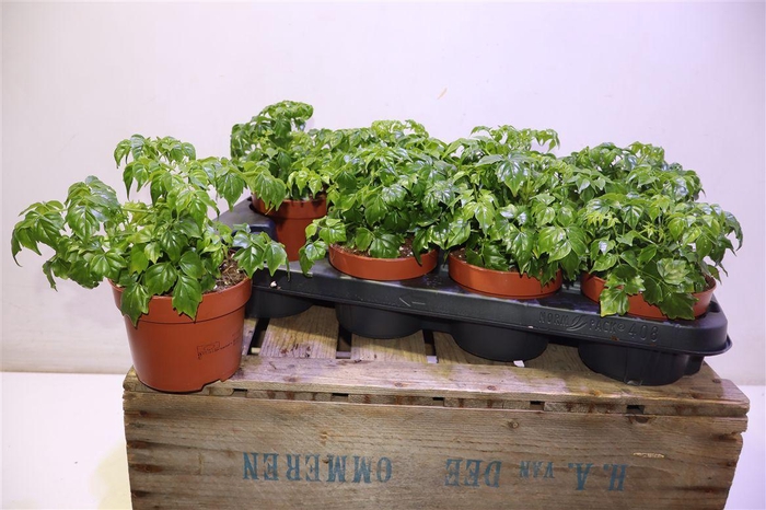 <h4>arr8 Radermachera Sinica</h4>