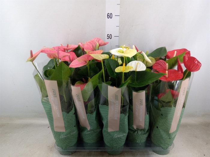 <h4>Anthurium   ...mix</h4>