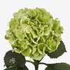 Hydrangea white verena classic