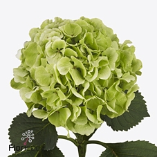 Hydrangea white verena classic