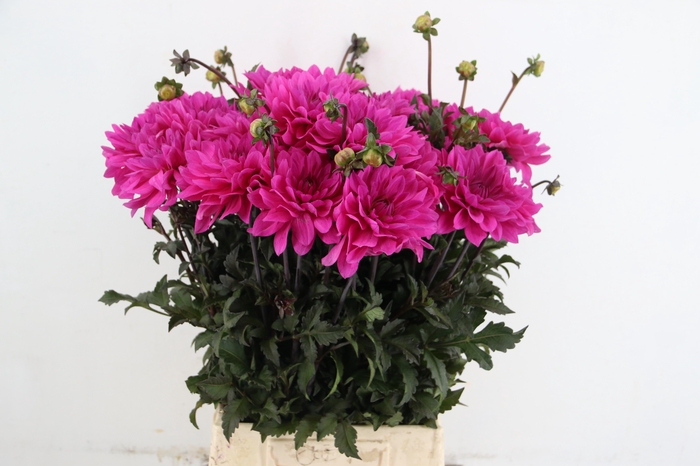 <h4>DAHL BIZON PURPLE</h4>