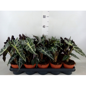 Alocasia amazonica 'Polly'