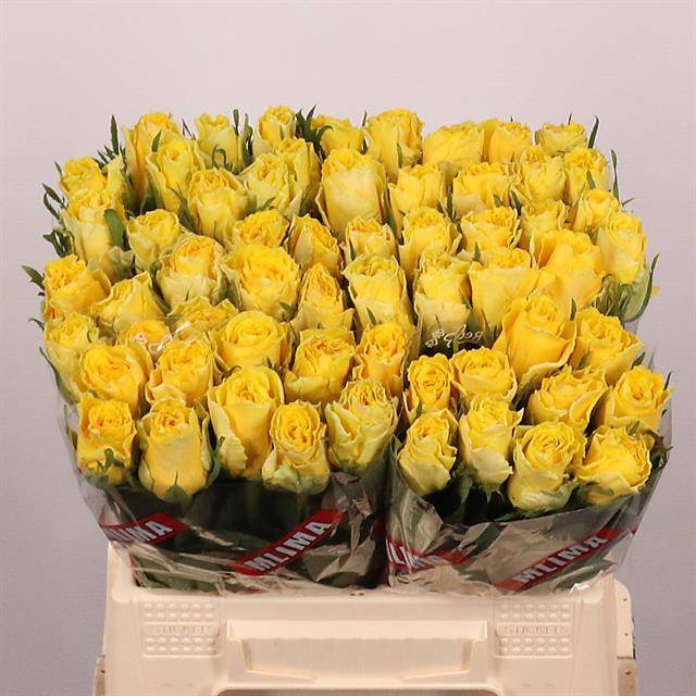 <h4>Rosa large good times</h4>