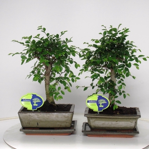 Zelkova parvifolia, 20cm., broom, with driptray