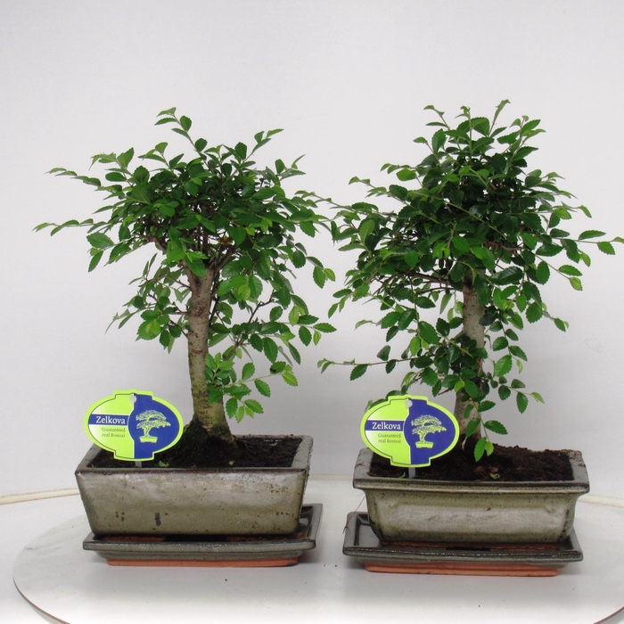 <h4>Zelkova parvifolia, 20cm., broom, with driptray</h4>
