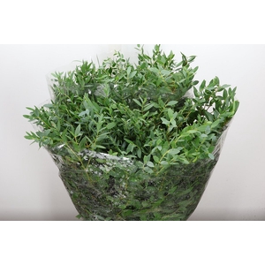 Euca Parvifolia Lang 300 Gr.