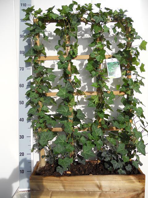 HEDERA H HIBERNICA