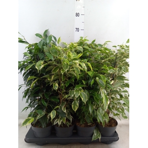 Ficus benja.   ...mix