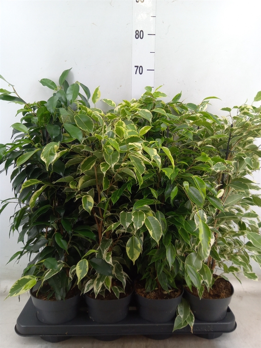 <h4>Ficus benja.   ...mix</h4>