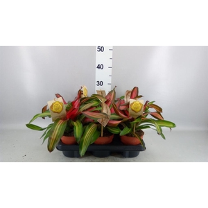 Neoregelia  'Fancy'