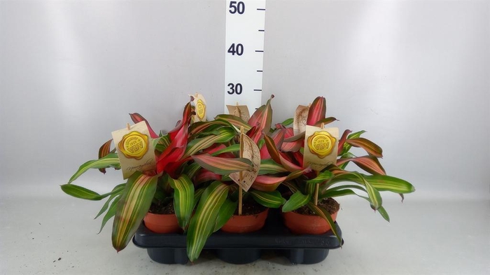 <h4>Neoregelia 'Fancy'</h4>
