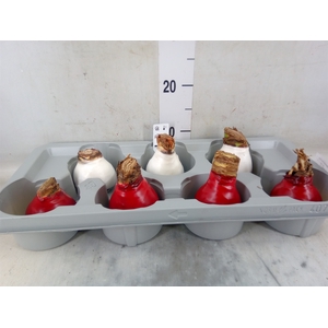 Hippeastrum   ...flowerbulbs