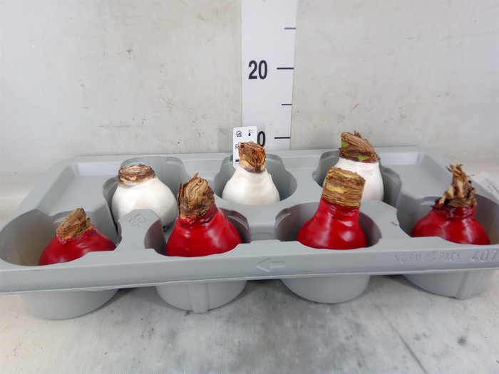 <h4>Hippeastrum   ...flowerbulbs</h4>