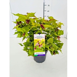 Leycesteria formosa